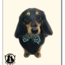 Mダックスフント