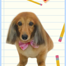 Mダックスフント