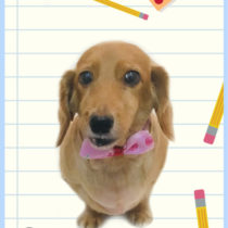 Mダックスフント