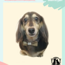 Mダックスフント