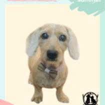 Mダックスフント