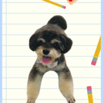 チワワ×トイプードルmix