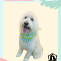 Mシュナウザー×ウェスティmix