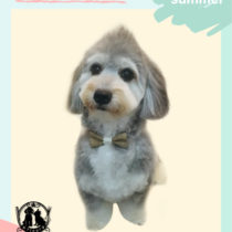 マルチーズ×Mダックスフントmix