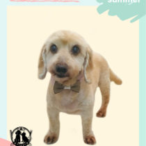 Mダックスフント×トイプードルmix