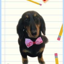 Mダックスフント