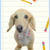 Mダックスフント