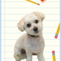 マルチーズ×トイプードルmix