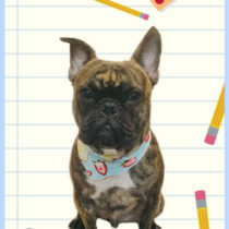 フレンチブルドッグ