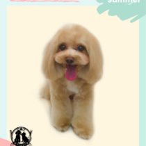 マルチーズ×トイプードルmix