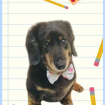 Mダックスフント