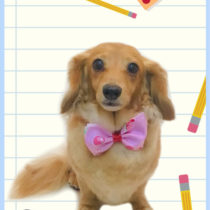 Mダックスフント