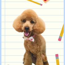 ミニュチュアプードル