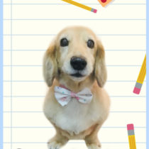 Mダックスフント