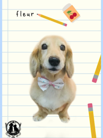 Mダックスフント