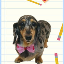 Mダックスフント