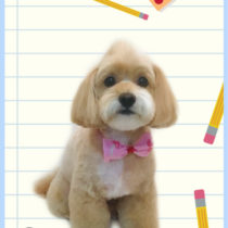 チワワ×トイプードルmix