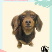 Mダックスフント