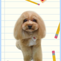 マルチーズ×トイプードルmix