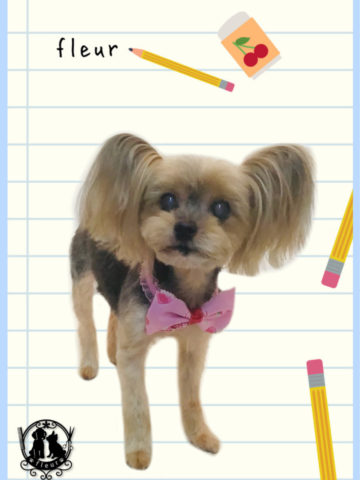 ヨークシャテリア