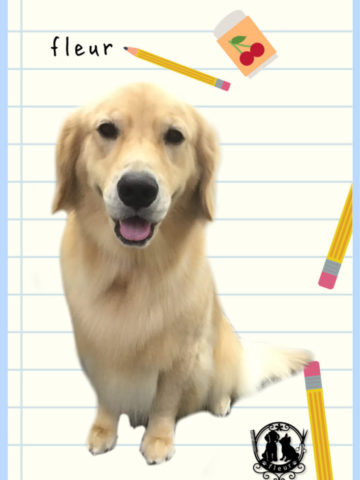 ゴールデンレトリバー