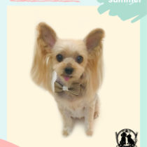 ヨークシャテリア