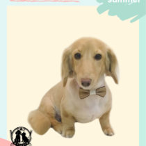 Mダックスフント