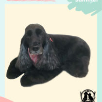 イングリッシュコッカースパニエル