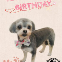 マルチーズ×チワワ