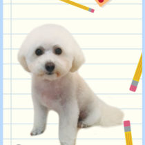 マルチーズ×トイプードルmix