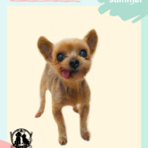 ヨークシャテリア