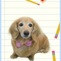 Mダックスフント