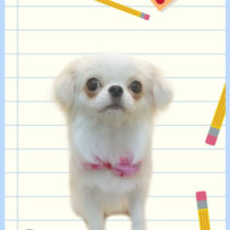 ペキニーズ×チワワmix