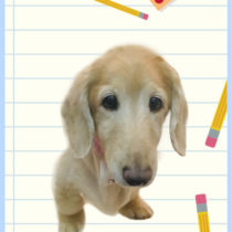 Mダックスフント