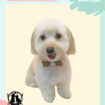 マルチーズ×Mダックスフントmix