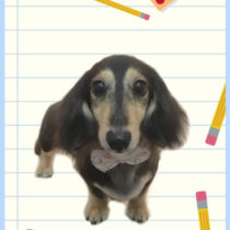 Mダックスフント