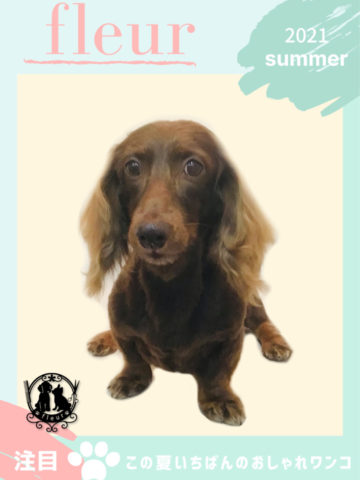 Mダックスフント