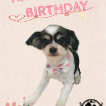 マルチーズ×チワワ