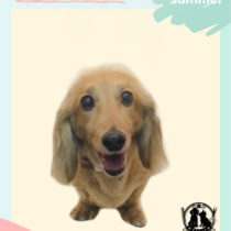 Mダックスフント