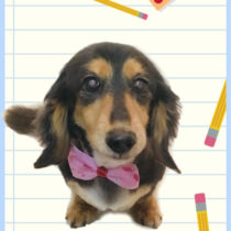 Mダックスフント