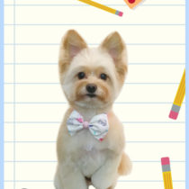 ポメラニアン×トイプードルmix