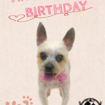 ヨークシャテリア