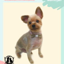 ヨークシャテリア