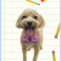 マルチーズ×トイプードルmix