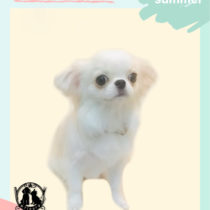 ペキニーズ×チワワmix