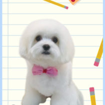 マルチーズ×チワワmix