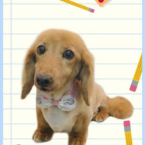 Mダックスフント