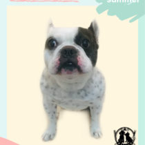 フレンチブルドッグ