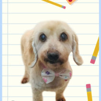 Mダックスフント×トイプードルmix