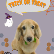 Mダックスフント